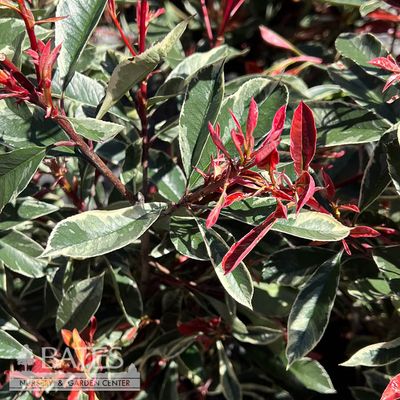 7 Photinia x fraseri Pink Marble/ Variegated Red Tip
