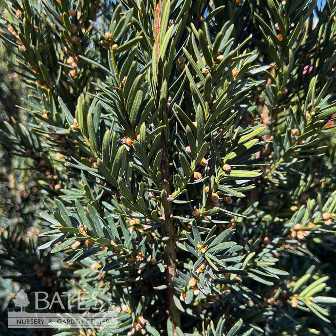 #6 Taxus x media Hillii/ Hill&#39;s Compact Upright Yew