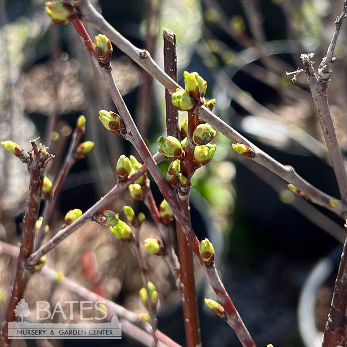 Edible #3 Prunus x Carmine Jewel/ Sweet Dwarf Cherry SHRUB FORM - No warranty