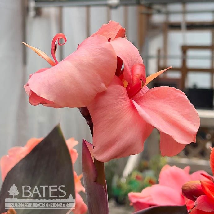 Tropical #1 Canna Cannova 'Bronze Peach'  - No Warranty