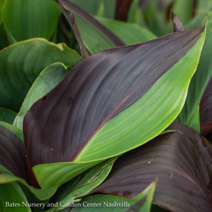 Tropical #1 Canna Cleopatra - No Warranty