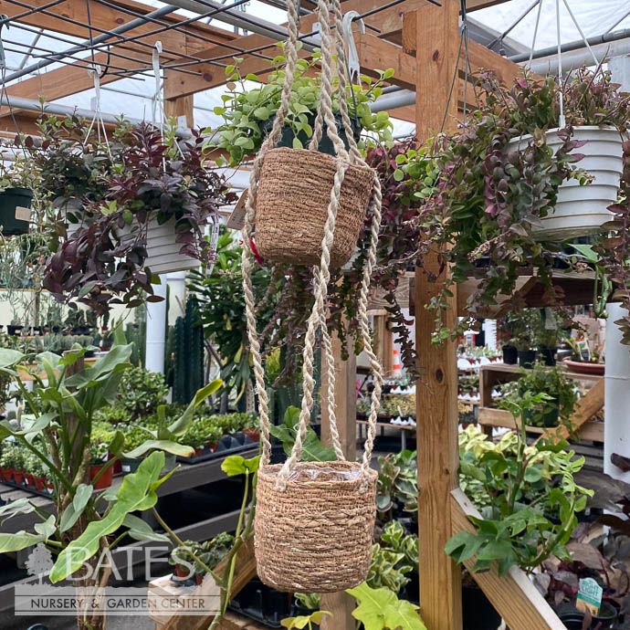 Pot Hanging Pot Double Hogla Seagrass 33&quot; L  Sml 4x4