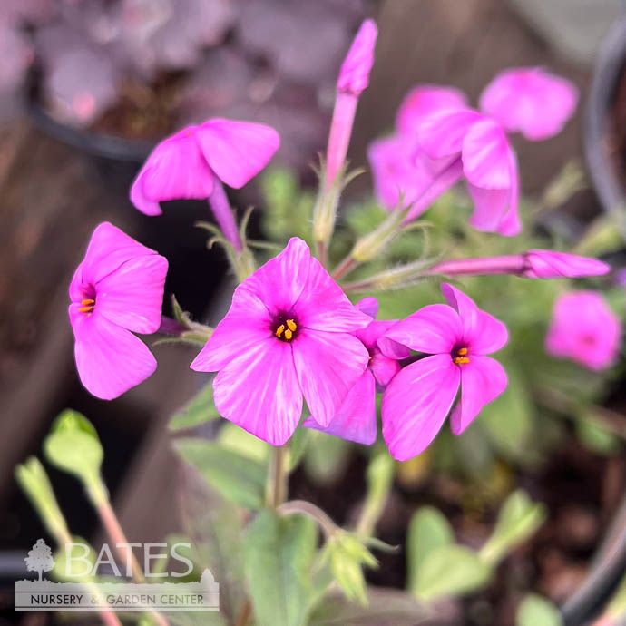 #1 Phlox stolonifera Pink Ridge AB/ Woodland Native (TN)
