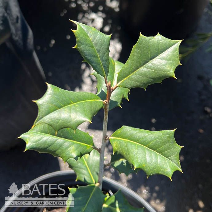 #3 Ilex opaca Jersey Knight/ American Holly (male) Native (TN)