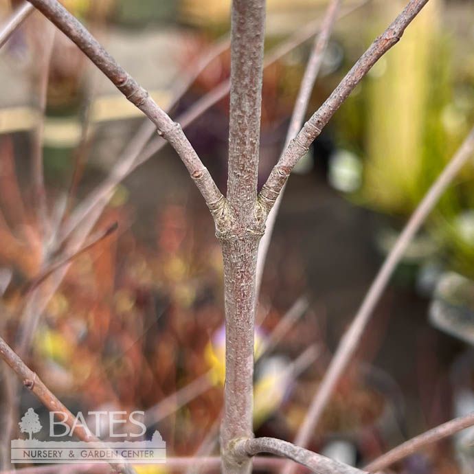 #7 Cornus racemosa/ Gray Dogwood Native (R)
