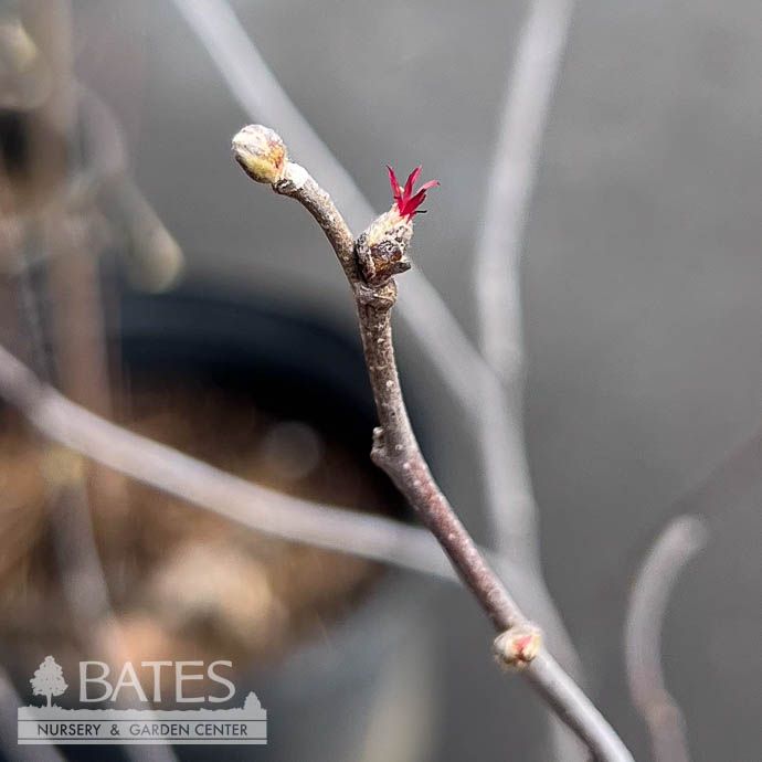 Edible #3 Corylus americana/ American Filbert/ Hazelnut Native (TN)