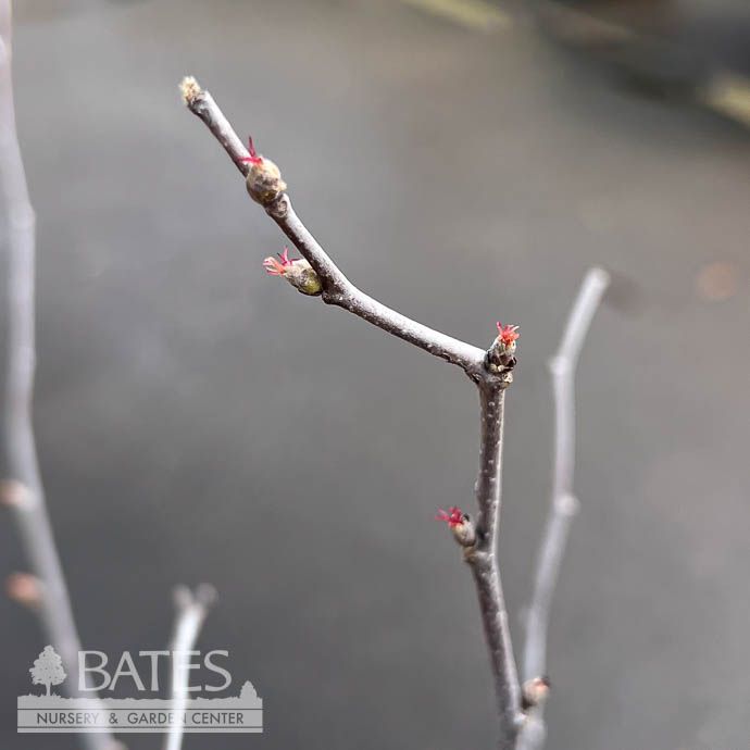 Edible #3 Corylus americana/ American Filbert/ Hazelnut Native (TN)