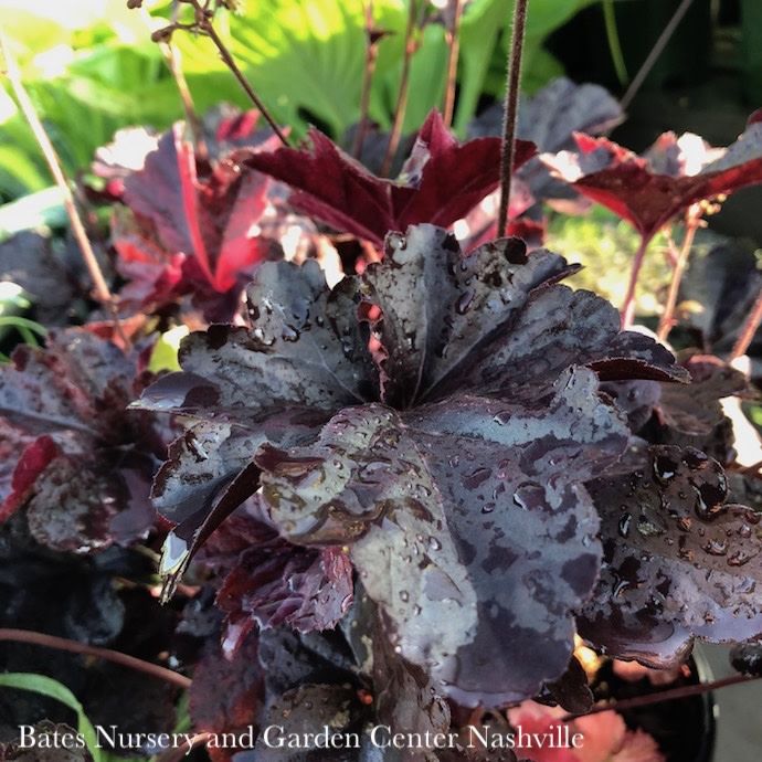 QP Heuchera x Obsidian/ Black Coral Bells