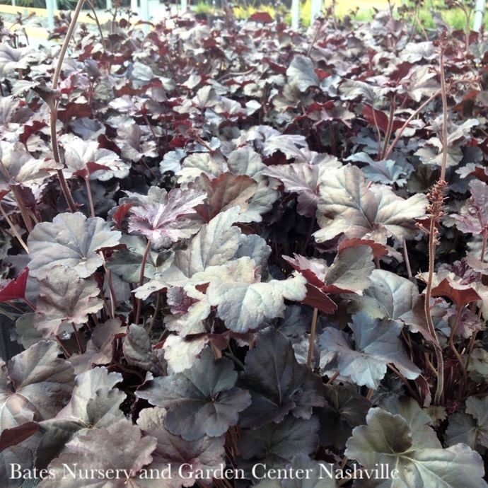 QP Heuchera x Obsidian/ Black Coral Bells