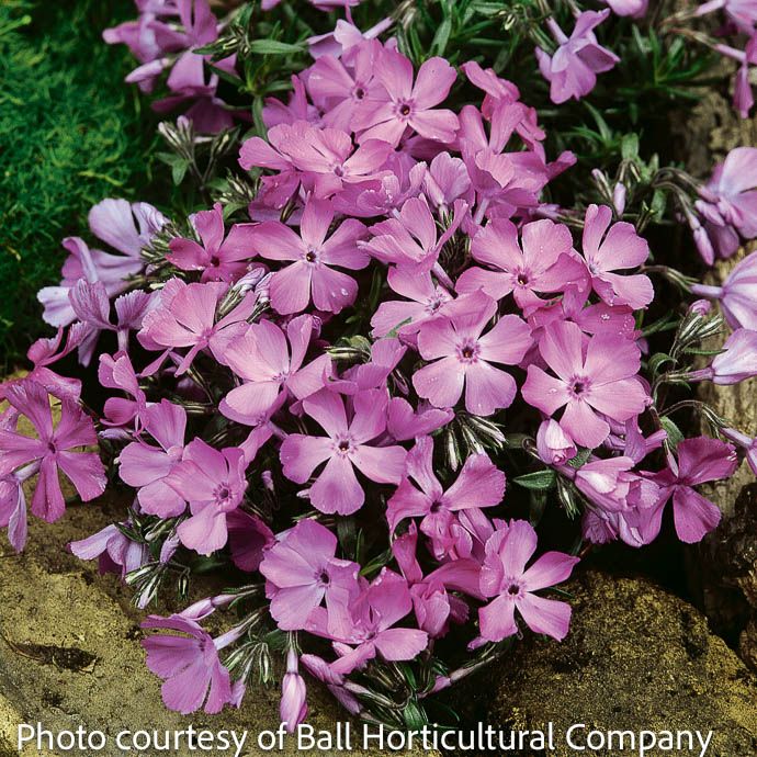 QP Phlox sub McDaniel's Cushion/ Pink Creeping Native (TN)