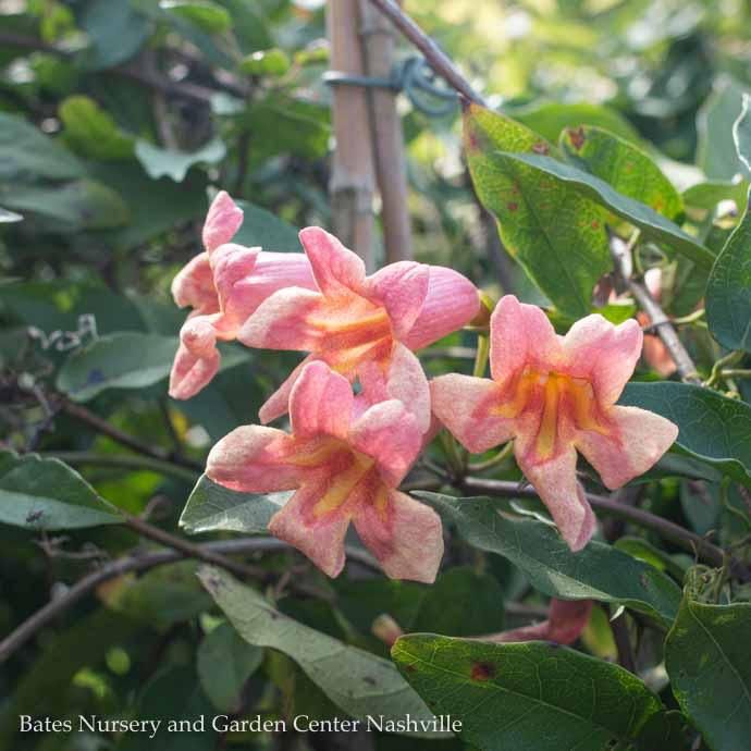 #3 Bignonia capreo Shalimar Red/Crossvine Native (TN)
