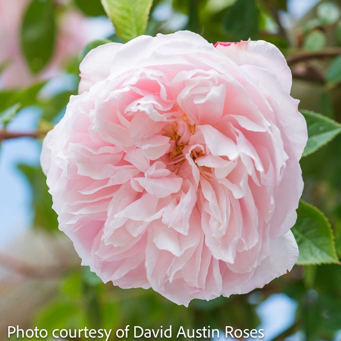 #3 Rosa The Generous Gardener/ Pink David Austin Climbing Rose - No Warranty