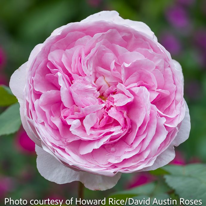 #3 Rosa Olivia Rose Austin/ Pink David Austin Shrub Rose - No Warranty