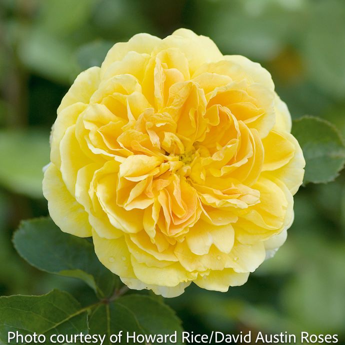 #3 Rosa Molineaux/ Yellow David Austin Shrub Rose - No Warranty