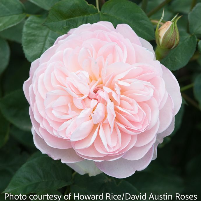 #3 Rosa Gentle Hermione/ Pink David Austin Shrub Rose - No Warranty