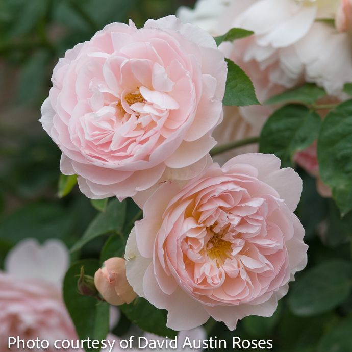 #3 Rosa Gentle Hermione/ Pink David Austin Shrub Rose - No Warranty