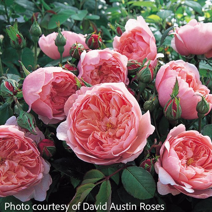 #3 Rosa The Alnwick/ Pink David Austin Shrub Rose - No Warranty
