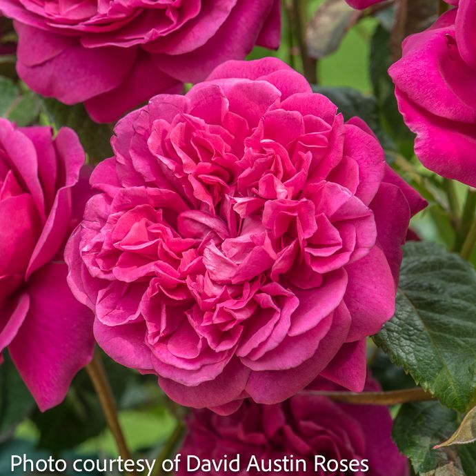 #3 Rosa James L Austin/ Deep Pink David Austin Shrub Rose - No Warranty
