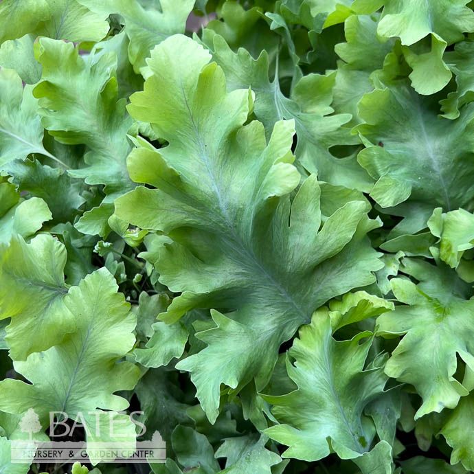 4p! Fern - Blue Star Fern Davana /Tropical