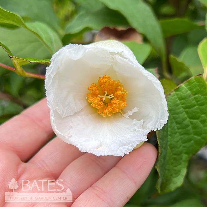 #15 Stewartia pseudocamellia/ Japanese