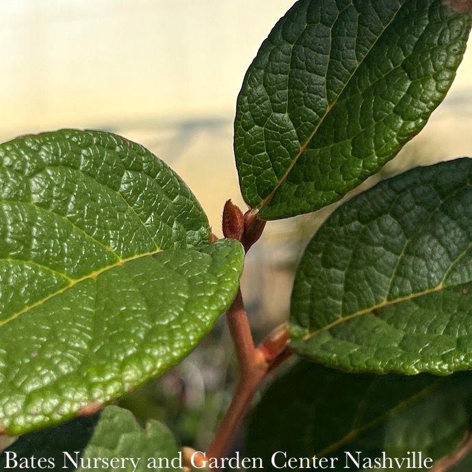 #15 Stewartia pseudocamellia/ Japanese