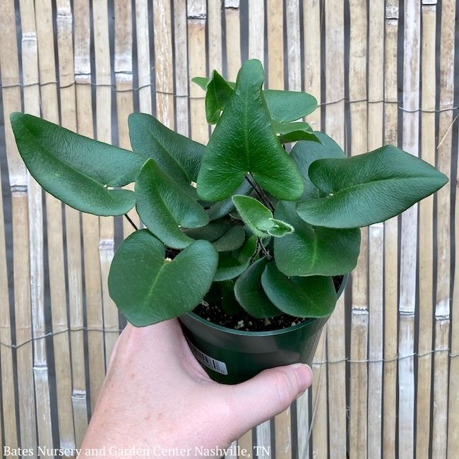 4p! Fern - Heart Leaf Fern /Tropical