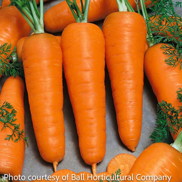 Seed Carrot Chantenay Heirloom