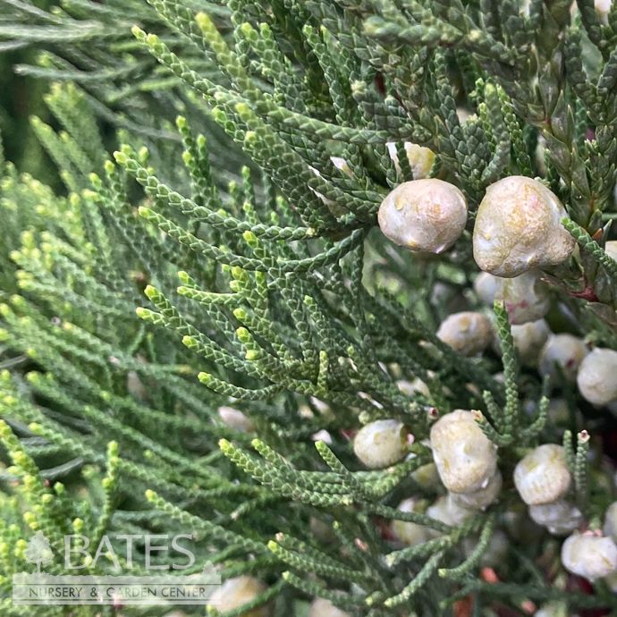 #7 4' Juniperus chin PW Gin Fizz/ Pyramidal Chinese Juniper