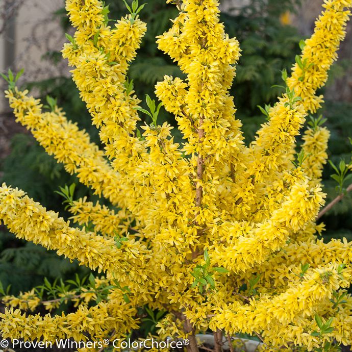 #3 Forsythia x intermedia PW Show Off/ Compact
