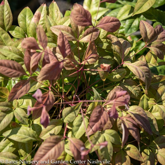 #2 Nandina dom SL Blush Pink/ Heavenly Bamboo