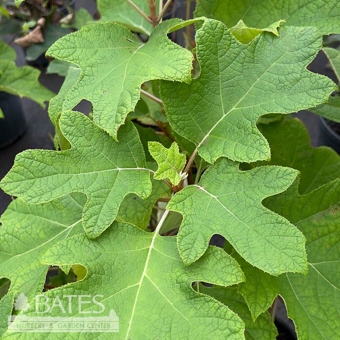 #3 Hydrangea quer Semmes Beauty/ Oakleaf Native (TN)