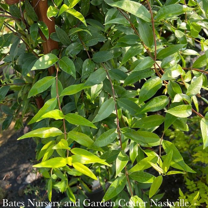 #3 Staked Gelsemium sempervirens/ Carolina Jessamine, Jasmine Native (TN)