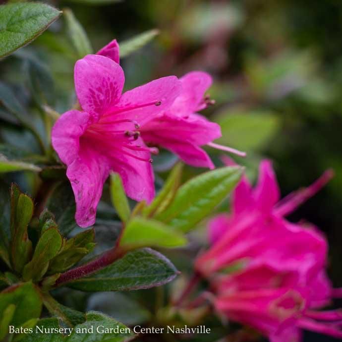 #3 Azalea x Encore Autumn Cheer/ Repeat Pink w/ Darker Throat