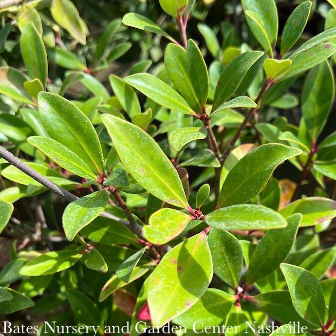 #7 Cleyera japonica SL Leann/ Ternstroemia