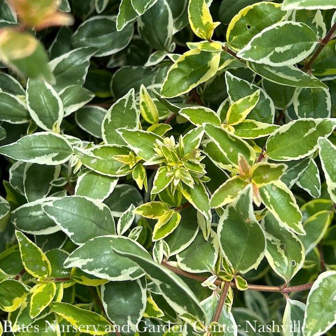 #3 Abelia x grand Suntastic 'Radiance'/ Variegated