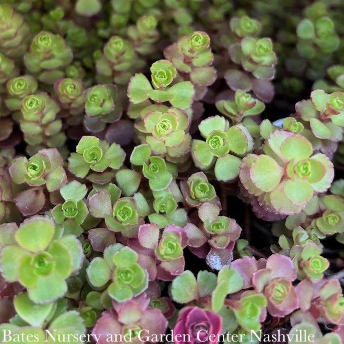 #1 Sedum spurium Dragon's Blood/ Stonecrop