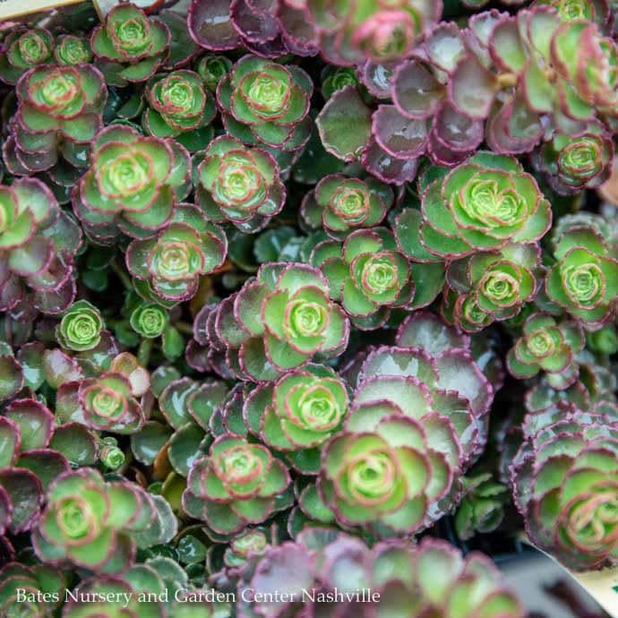 #1 Sedum spurium Dragon's Blood/ Stonecrop