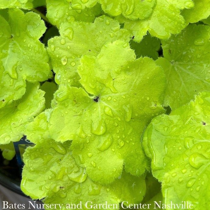 QP x Heuchera Citronelle/Coral Bells