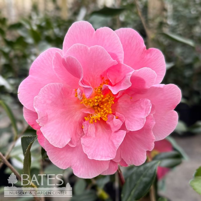 #3 Camellia x Pink Icicle/ Semi-Double - No Warranty