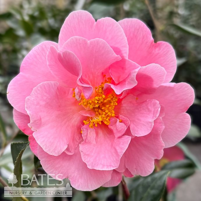 #7 Camellia x Pink Icicle/ Semi-Double - No Warranty
