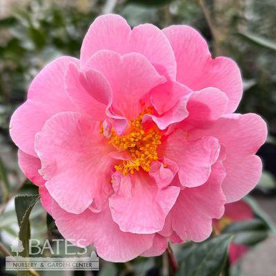 1 Camellia x Pink Icicle/ Semi-Double - No Warranty