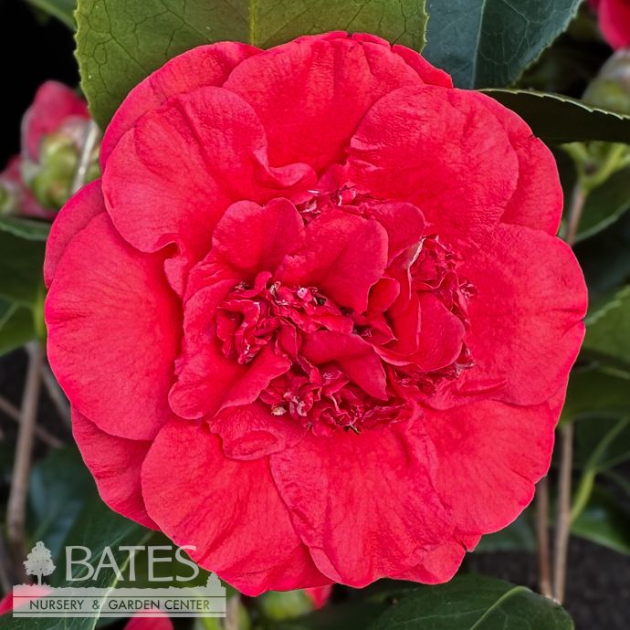 #1 Camellia japonica April Tryst/ Red - No Warranty