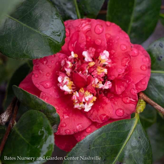 Topiary Espalier #2 Camellia japonica April Tryst/ Red - No Warranty