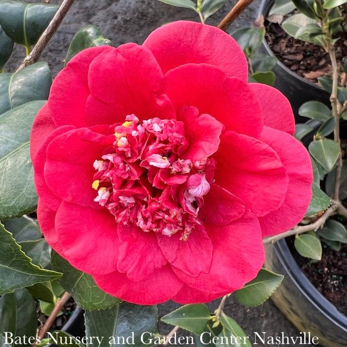 Topiary Espalier #2 Camellia japonica April Tryst/ Red - No Warranty