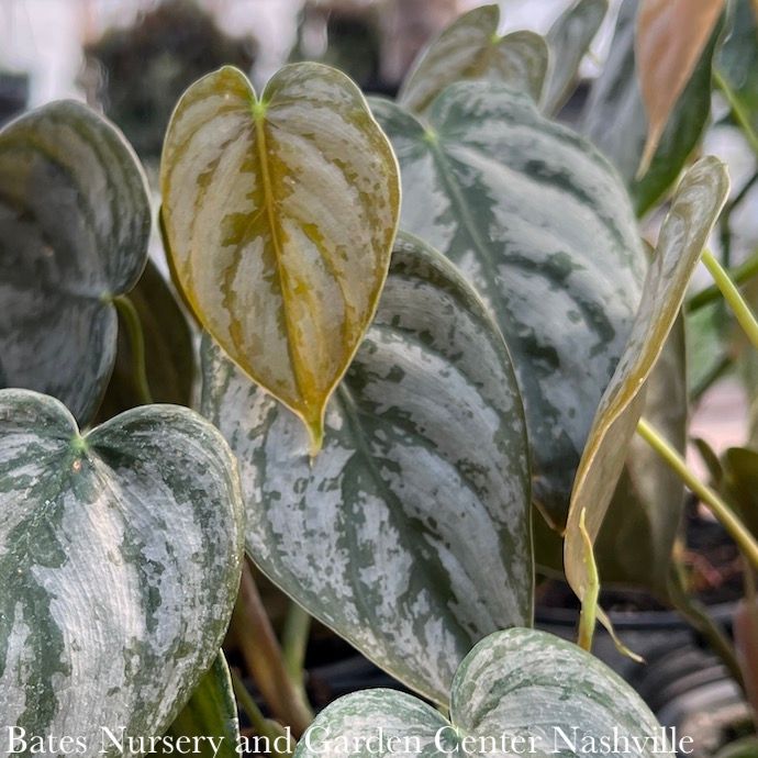 4p! Philodendron Brandtianum /Brandi Silver Leaf /Tropical