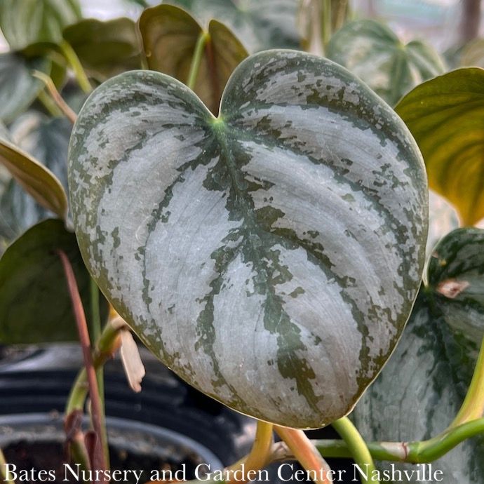 4p! Philodendron Brandtianum /Brandi Silver Leaf /Tropical