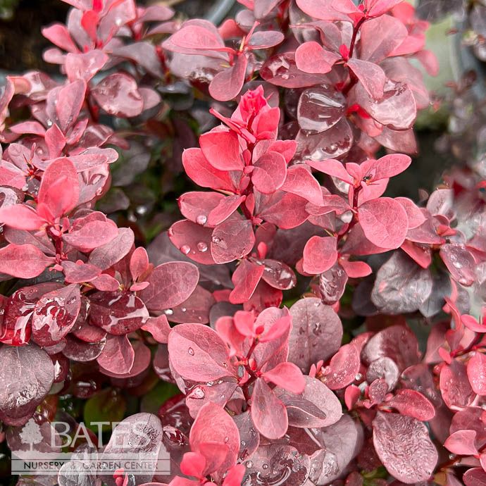 #3 Berberis thun Concorde/ Barberry