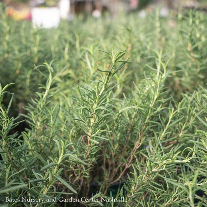 Topiary Patio Tree #1 Rosmarinus Tuscan Blue/ Rosemary - No Warranty
