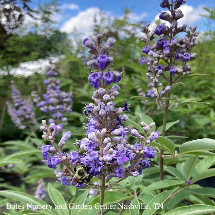 #7 Vitex Shoal Creek/ Chastetree