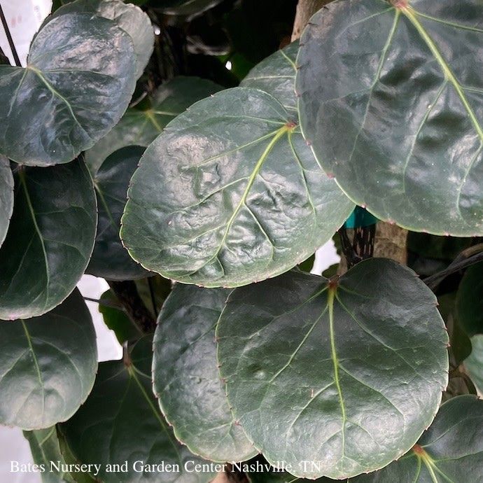 12p! Aralia Fabian Stump / Polyscias scu /Tropical